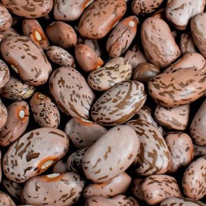 Pic of Pinto Beans